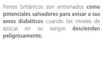 Perros británicos son entrenados como potenciales salvadores para avisar a sus amos diabéticos cuando los niveles de azúcar en su sangre desciendan peligrosamente.